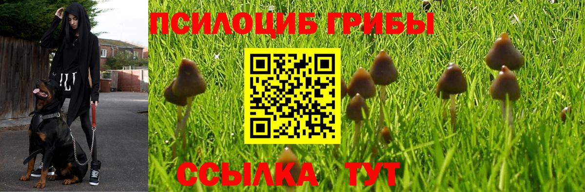 Галлюциногенные грибы GOLDEN TEACHER Владивосток